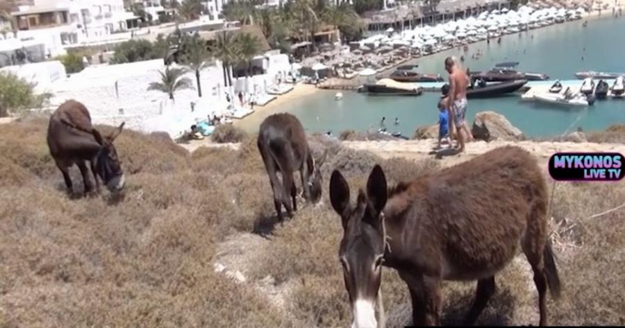 Μύκονος: Τα γαϊδουράκια κατέβηκαν στην Ψαρρού από τη στιγμή που έφυγε ο κόσμος από το νησί
