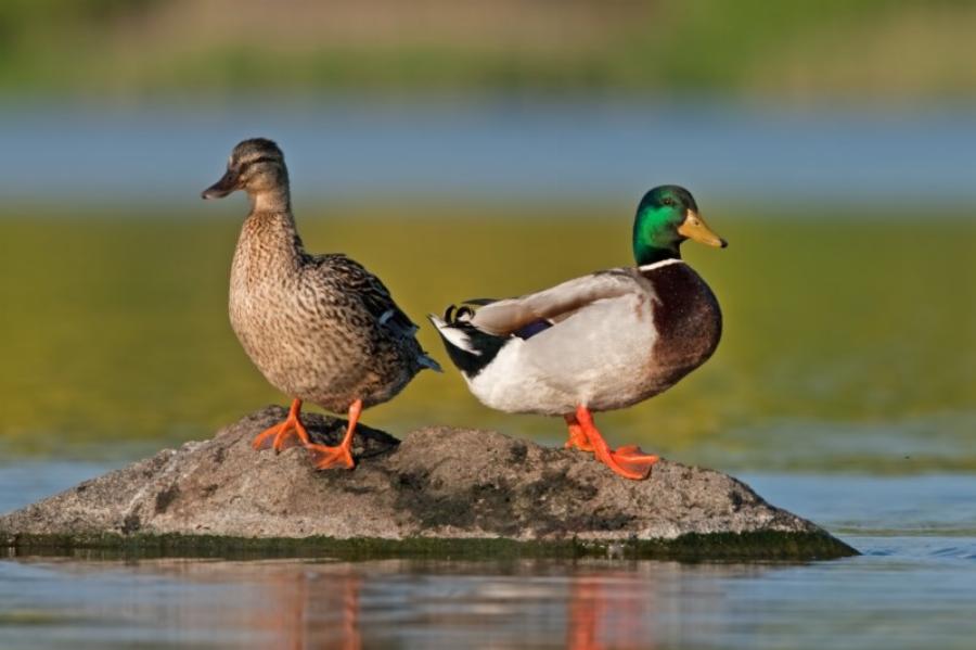Πολύχρωμη πάπια: Σύμβολο αγάπης στη λίμνη της Καστοριάς