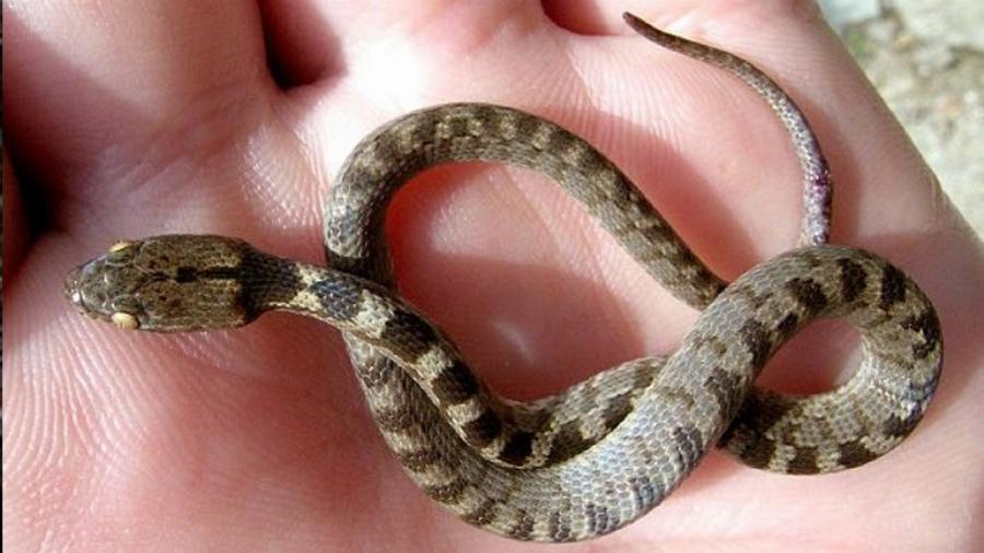 Φιδάκια της Παναγίας: Εμφανίστηκαν και φέτος στην Κεφαλονιά