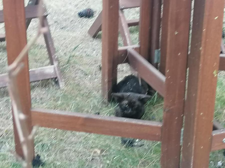 Μικρούλι γατάκι γεμάτο εγκαύματα σώθηκε στις φωτιές στη Βαρυμπόμπη