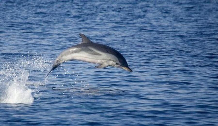 Απίστευτη διάσωση κολυμβητή από δελφίνια – Αγνοούνταν για πάνω από 12 ώρες