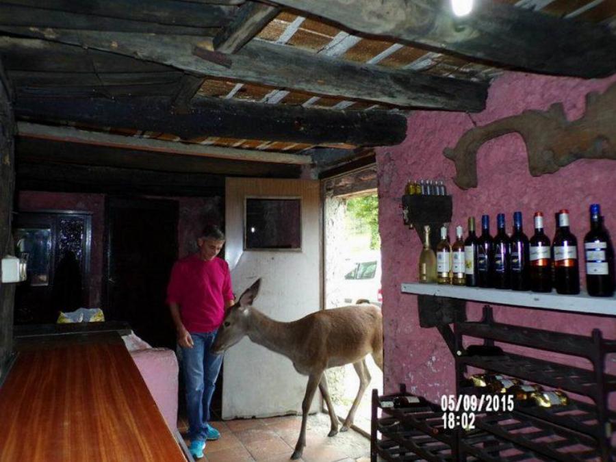 Κυνηγός ελαφιών μεγάλωσε άρρωστο, μωρό ελάφι κι αποφάσισε να πετάξει το όπλο του για πάντα