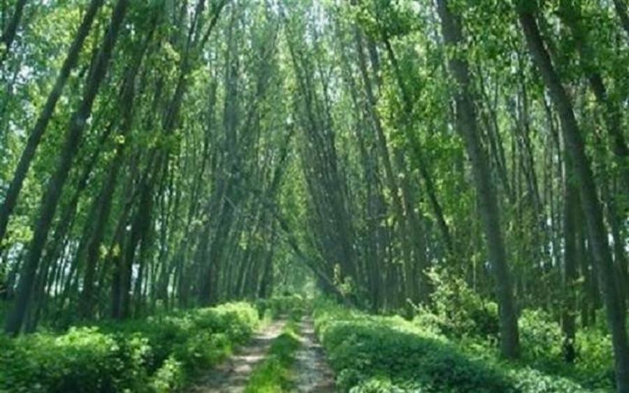 Φωτιά: Τι κάνει τα ατέλειωτα βουνά της Βουλγαρίας να μην καίγονται όπως της Ελλάδας