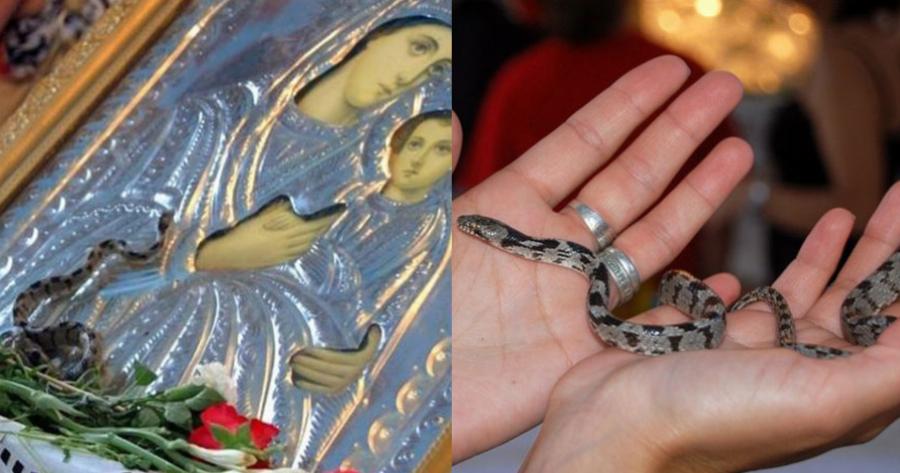 Φιδάκια της Παναγίας: Εμφανίστηκαν και φέτος στην Κεφαλονιά