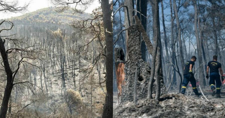 Ανείπωτη οικολογική καταστροφή: 10.000 τόνοι πευκόμελου χαμένοι και 9.000 μελισσοσμήνη καμένα