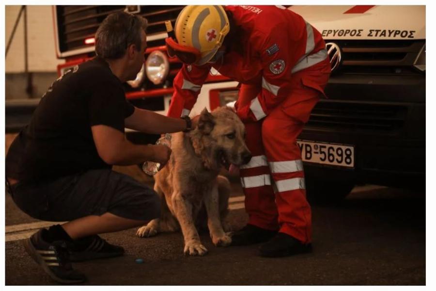 Ήρωες αστυνομικοί έσωσαν σκύλο από την πύρινη λαίλαπα στη Βαρυμπόμπη