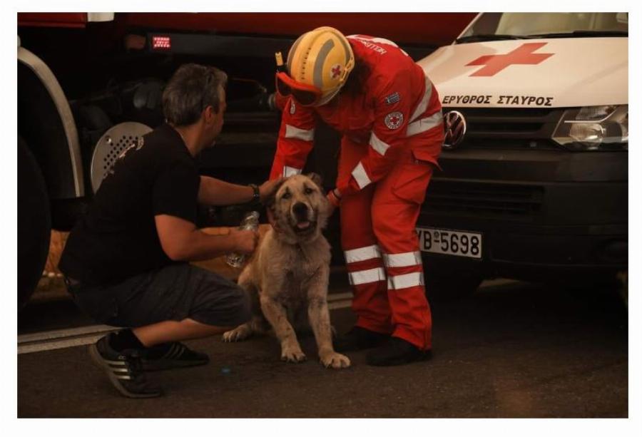 Ήρωες αστυνομικοί έσωσαν σκύλο από την πύρινη λαίλαπα στη Βαρυμπόμπη