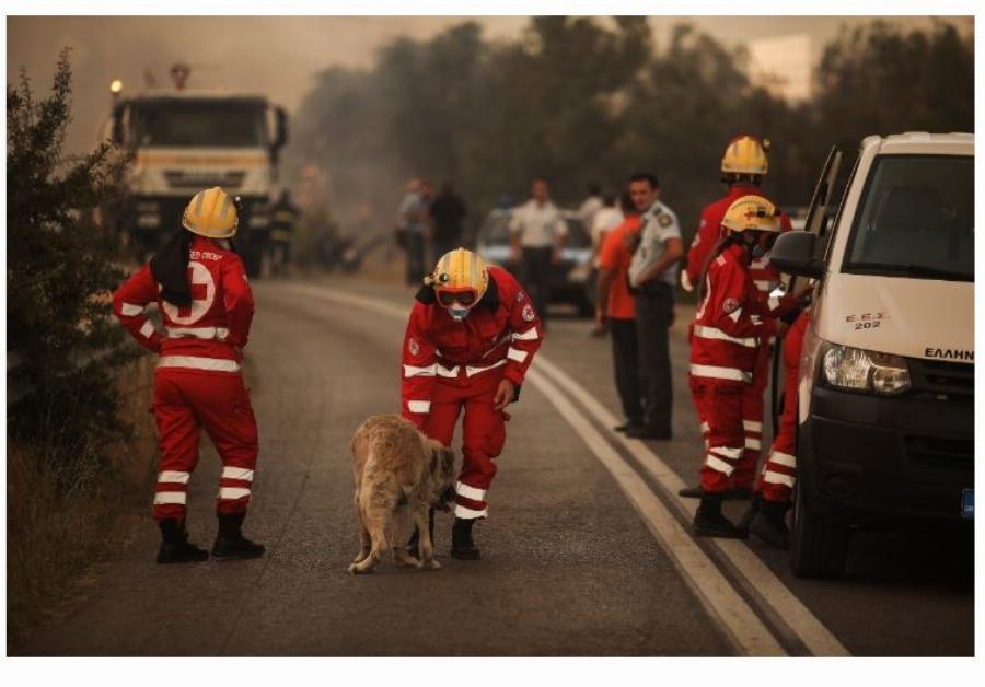 Ήρωες αστυνομικοί έσωσαν σκύλο από την πύρινη λαίλαπα στη Βαρυμπόμπη