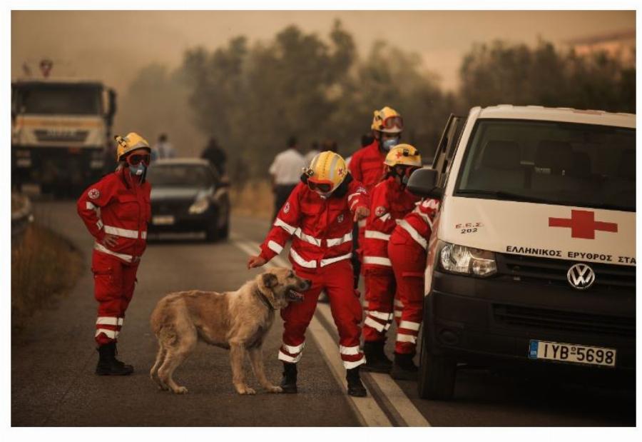 Ήρωες αστυνομικοί έσωσαν σκύλο από την πύρινη λαίλαπα στη Βαρυμπόμπη
