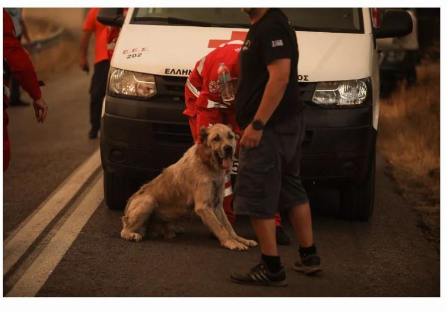 Ήρωες αστυνομικοί έσωσαν σκύλο από την πύρινη λαίλαπα στη Βαρυμπόμπη