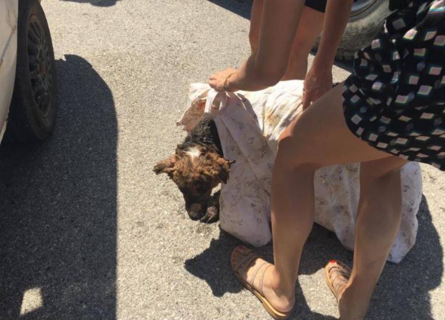 Κάτοικοι φροντίζουν σκύλο με εγκαύματα που σώθηκε από την φωτιά στα Βίλια