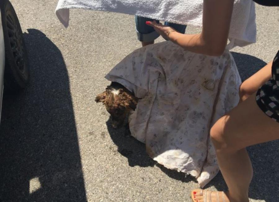 Κάτοικοι φροντίζουν σκύλο με εγκαύματα που σώθηκε από την φωτιά στα Βίλια