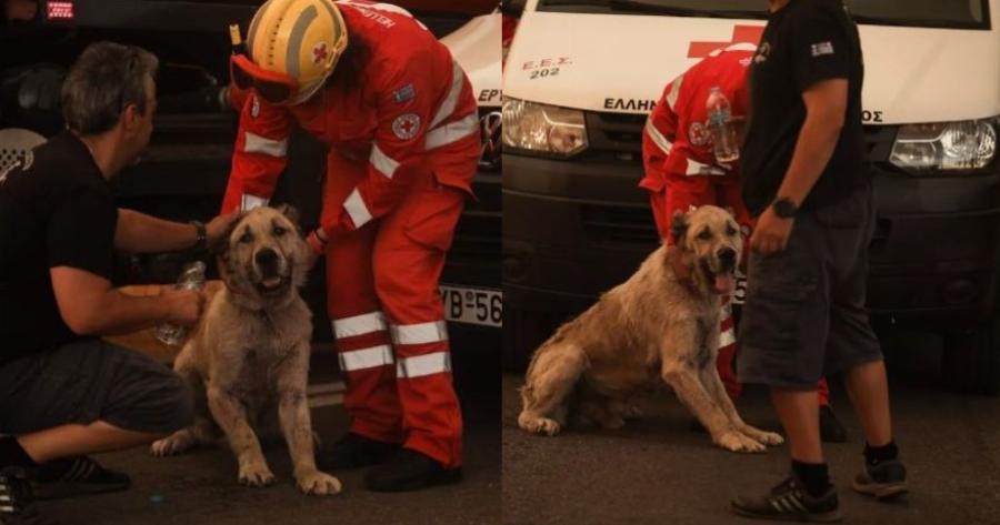 Ήρωες αστυνομικοί έσωσαν σκύλο από την πύρινη λαίλαπα στη Βαρυμπόμπη