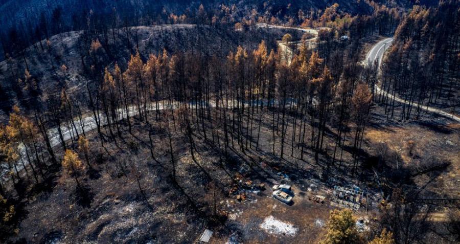 Ανείπωτη οικολογική καταστροφή: 10.000 τόνοι πευκόμελου χαμένοι και 9.000 μελισσοσμήνη καμένα