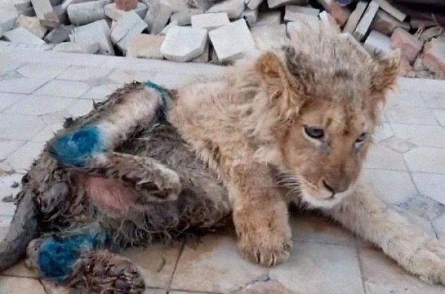 Φρικτό έγκλημα: Έσπασαν τα πόδια σε μωρό λιοντάρι, για να τραβήξουν φωτογραφίες με τουρίστες