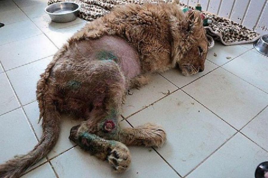 Φρικτό έγκλημα: Έσπασαν τα πόδια σε μωρό λιοντάρι, για να τραβήξουν φωτογραφίες με τουρίστες