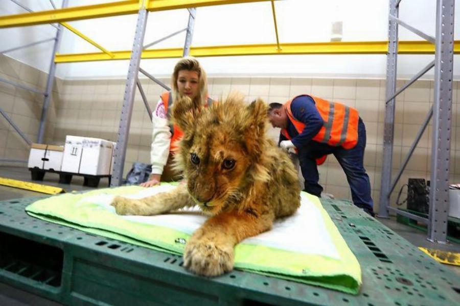 Φρικτό έγκλημα: Έσπασαν τα πόδια σε μωρό λιοντάρι, για να τραβήξουν φωτογραφίες με τουρίστες