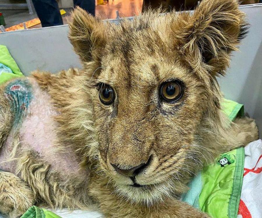 Φρικτό έγκλημα: Έσπασαν τα πόδια σε μωρό λιοντάρι, για να τραβήξουν φωτογραφίες με τουρίστες