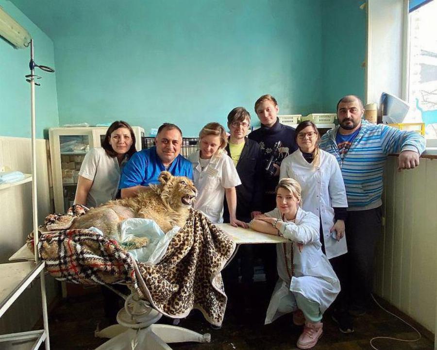 Φρικτό έγκλημα: Έσπασαν τα πόδια σε μωρό λιοντάρι, για να τραβήξουν φωτογραφίες με τουρίστες