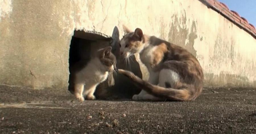 Η δύναμη της μάνας: Αδέσποτη γατούλα δεν εγκαταλείπει το ανάπηρο παιδί της και του κουβαλά φαγητό