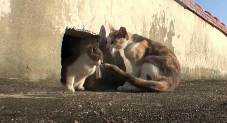 Η δύναμη της μάνας: Αδέσποτη γατούλα δεν εγκαταλείπει το ανάπηρο παιδί της και του κουβαλά φαγητό