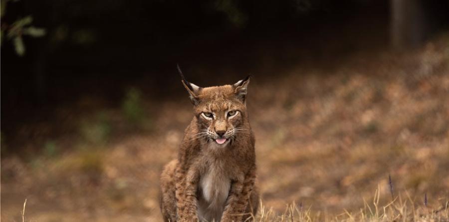 Επέστρεψε στην Ελλάδα ο άγνωστος «τίγρης» που είχε εξαφανιστεί