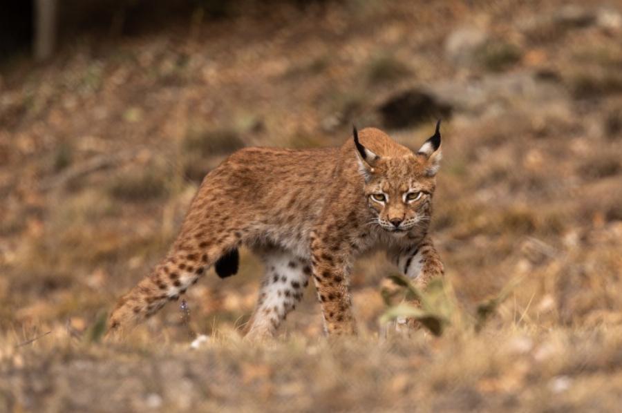 Επέστρεψε στην Ελλάδα ο άγνωστος «τίγρης» που είχε εξαφανιστεί
