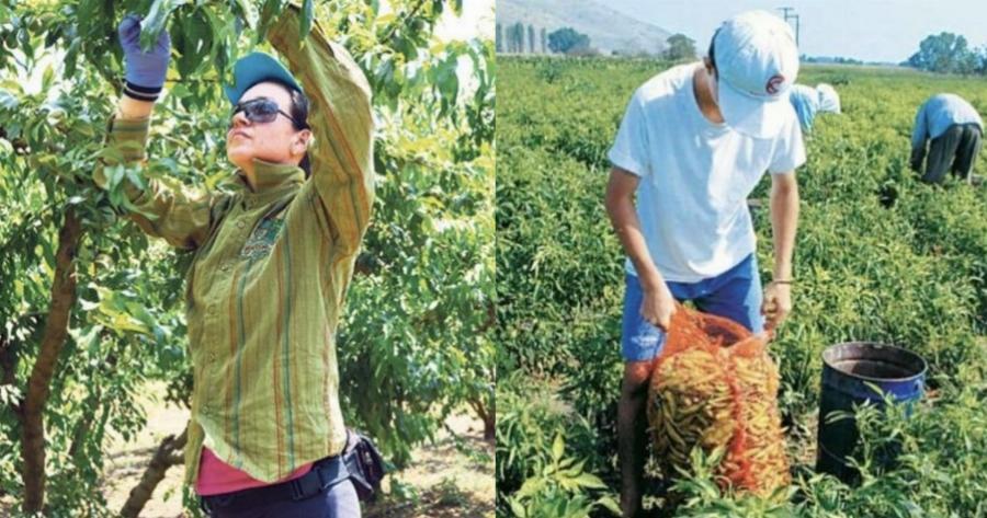 Πρώτη φορά νέοι Έλληνες στα χωράφια για δουλειά, μετά από 30 χρόνια – Οι Αλβανοί φεύγουν, οι ντόπιοι έρχονται
