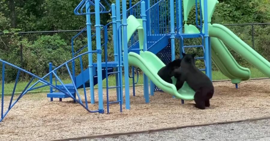 Μαμά αρκούδα πήγε το μωρό της σε παιδική χαρά και ξετρελάθηκαν με τα παιχνίδια