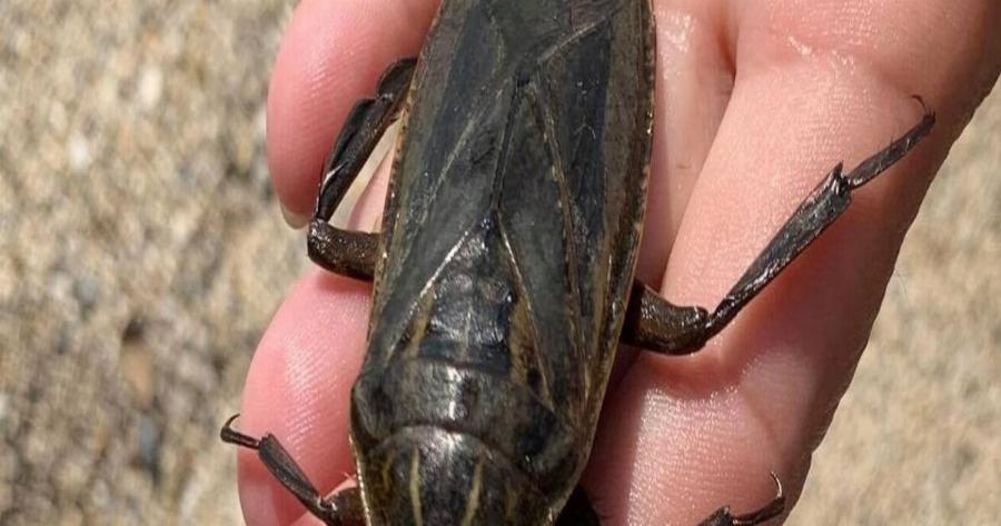 Πανικός στην Πάργα: Εμφανίστηκε το μεγαλύτερο δηλητηριώδες υδρόβιο έντομο