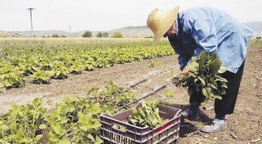 Πρώτη φορά νέοι Έλληνες στα χωράφια για δουλειά, μετά από 30 χρόνια – Οι Αλβανοί φεύγουν, οι ντόπιοι έρχονται