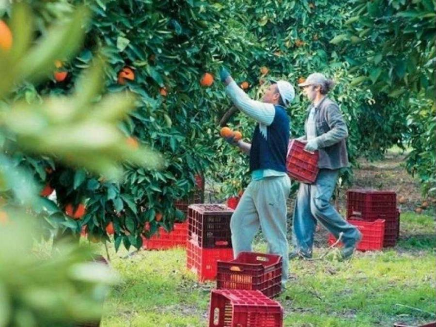 Πρώτη φορά νέοι Έλληνες στα χωράφια για δουλειά, μετά από 30 χρόνια – Οι Αλβανοί φεύγουν, οι ντόπιοι έρχονται