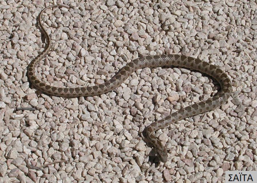 Μου έστειλε οχιά σε κούριερ – Αυτό ήταν το δώρο της πρώην συζύγου μου για την επέτειο μας