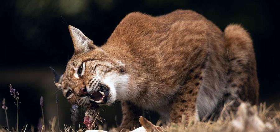 Επέστρεψε στην Ελλάδα ο άγνωστος «τίγρης» που είχε εξαφανιστεί