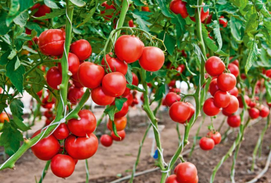 Τέλειο αδυνάτισμα: 10 συνδυασμοί τροφίμων που διαλύουν το λίπος και ανεβάζουν το μεταβολισμό