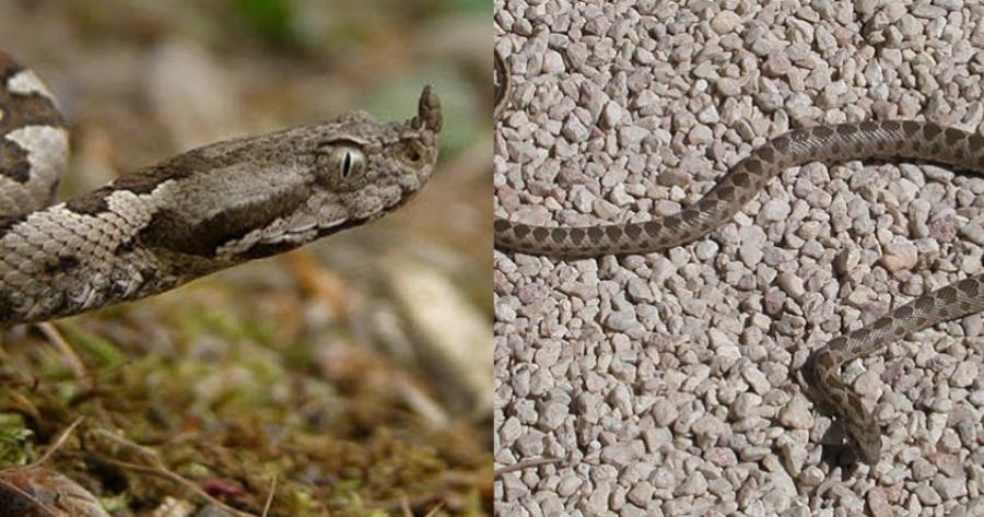 Μου έστειλε οχιά σε κούριερ – Αυτό ήταν το δώρο της πρώην συζύγου μου για την επέτειο μας