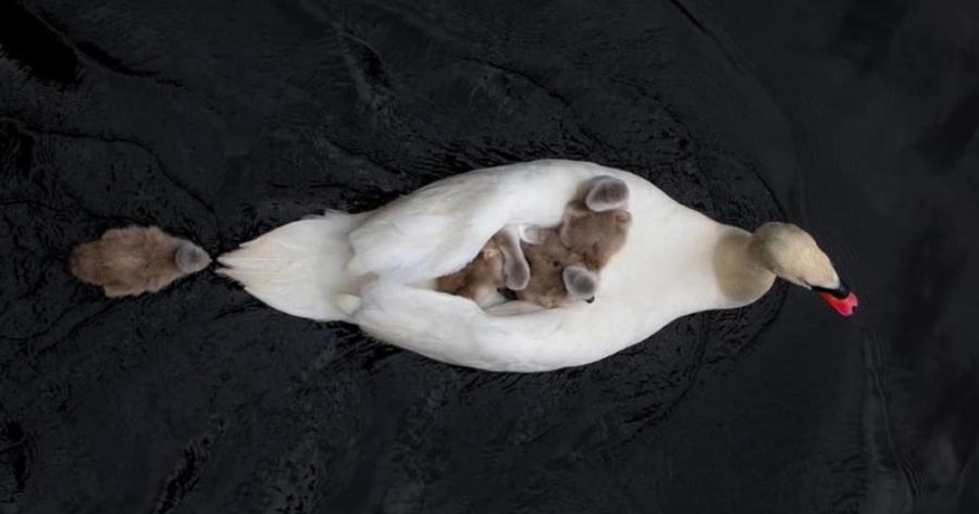 Κύκνοι: Όταν η μητέρα πέθανε στην γέννα, το αρσενικό φροντίζει μόνος του τα μωρά