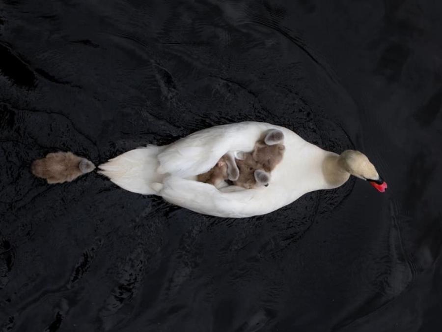 Κύκνοι: Όταν η μητέρα πέθανε στην γέννα, το αρσενικό φροντίζει μόνος του τα μωρά