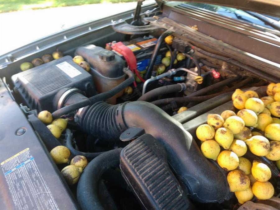 Απίστευτο: Σκίουρος αποθήκευσε σε αγροτικό 160 κιλά καρύδια σε τέσσερις μέρες