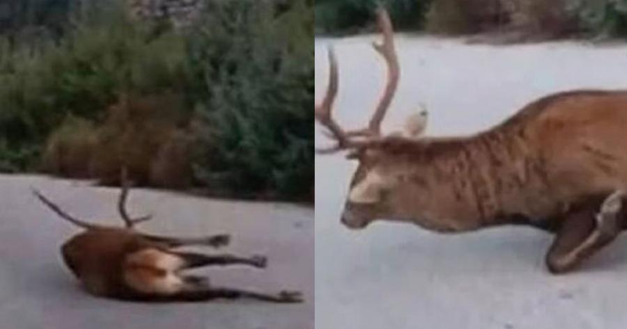 Eλάφι στην Πάρνηθα ψυχορραγούσε 3 ημέρες και το δασαρχείο αδιαφορούσε