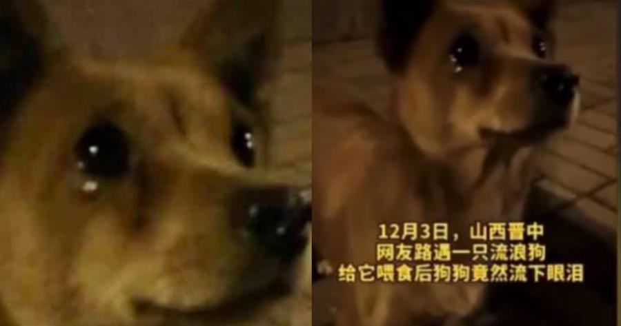 Αδέσποτος σκύλος έκλαιγε από την χαρά του γιατί τον τάισαν