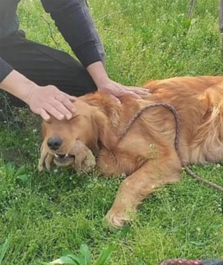 Σκυλίτσα έχασε στη γέννα τα μικρά της και σκάβει συντετριμμένη τον τάφο τους – Αρνείται να τα αποχωριστεί