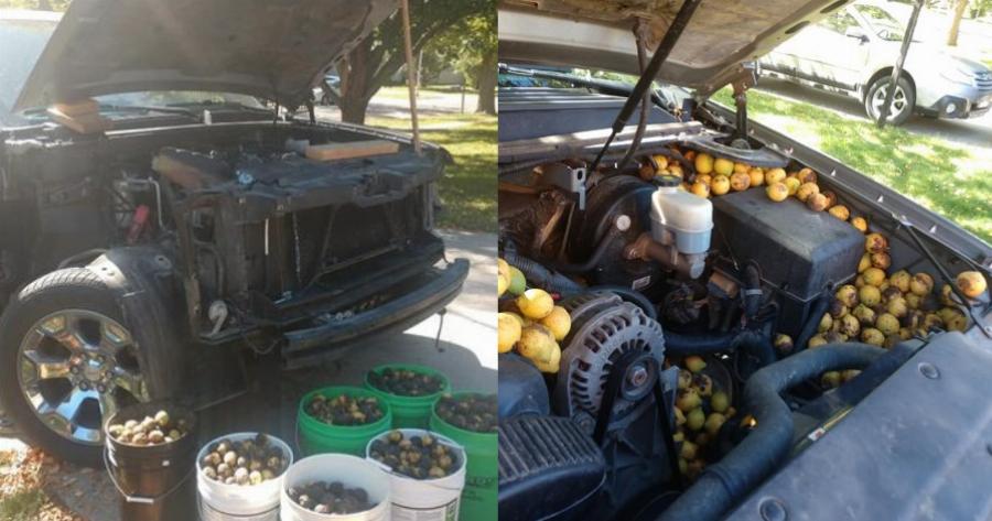 Απίστευτο: Σκίουρος αποθήκευσε σε αγροτικό 160 κιλά καρύδια σε τέσσερις μέρες