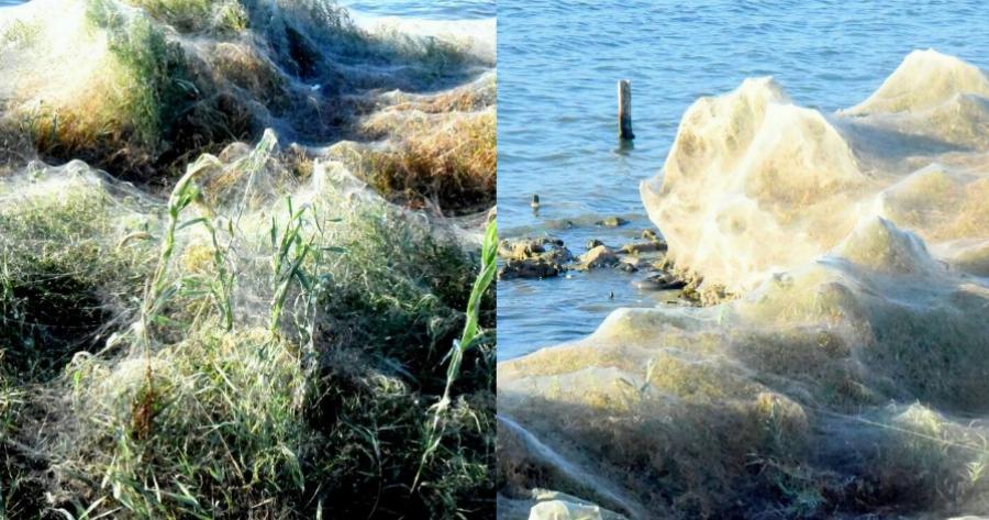 Τεράστιο «πέπλο» από ιστούς αράχνης κάλυψε το Αιτωλικό – Εντυπωσιακό φαινόμενο