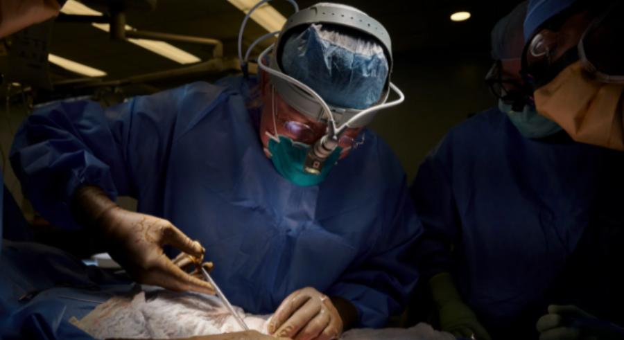 Συνέδεσαν νεφρό από χοίρο σε άνθρωπο: Η εγχείρηση στέφθηκε από επιτυχία και το νεφρό λειτουργεί