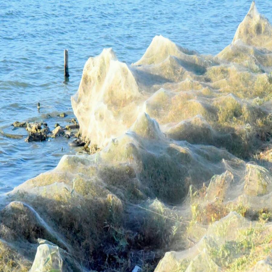 Τεράστιο «πέπλο» από ιστούς αράχνης κάλυψε το Αιτωλικό – Εντυπωσιακό φαινόμενο