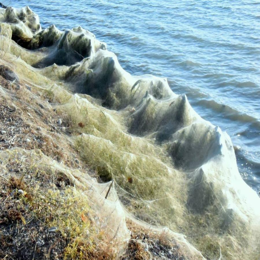 Τεράστιο «πέπλο» από ιστούς αράχνης κάλυψε το Αιτωλικό – Εντυπωσιακό φαινόμενο