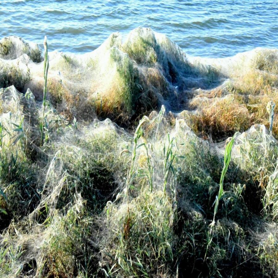 Τεράστιο «πέπλο» από ιστούς αράχνης κάλυψε το Αιτωλικό – Εντυπωσιακό φαινόμενο