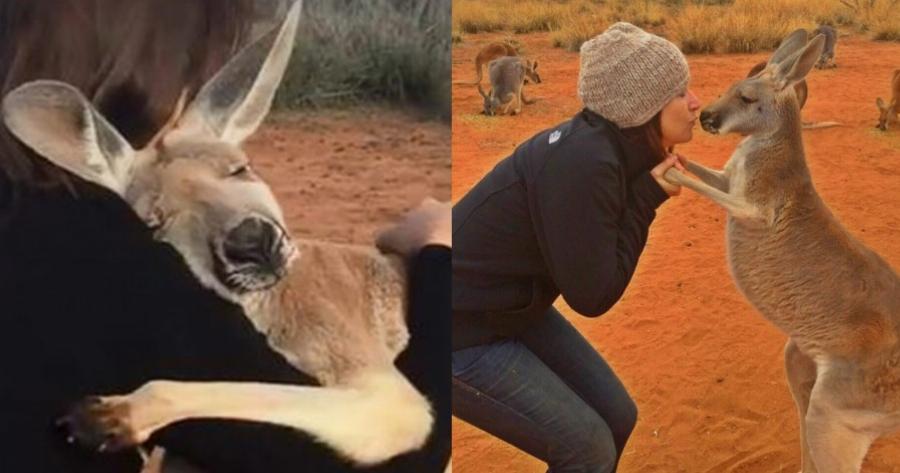 Καγκουρό δείχνει την ευγνωμοσύνη του αγκαλιάζοντας κάθε μέρα την γυναίκα που το έσωσε