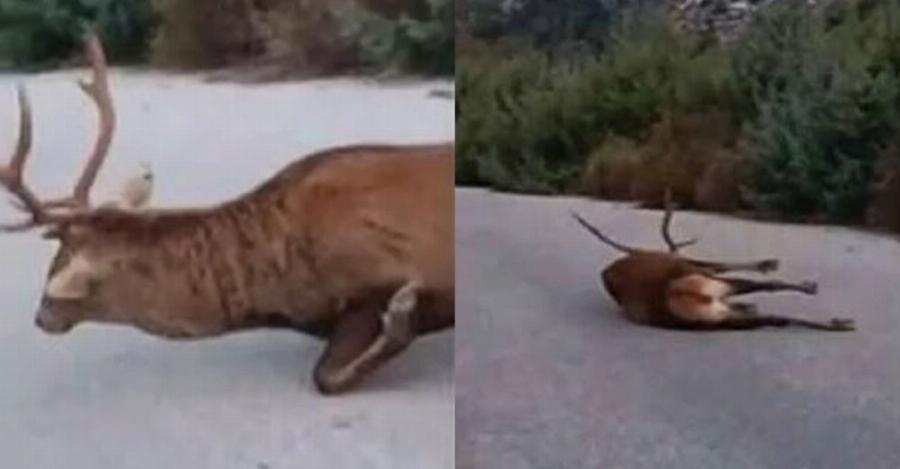 Eλάφι στην Πάρνηθα ψυχορραγούσε 3 ημέρες και το δασαρχείο αδιαφορούσε